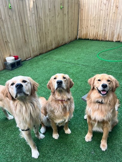 Dog day care in Philadelphia Pennsylvania Wag Watch 1