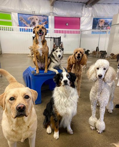 Dog day care in Pittsburgh Pennsylvania Big Easy Dog Daze Cafe 1