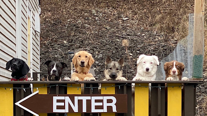 Dog day care in Pittsburgh Pennsylvania Chubby Puppy Daycare 1