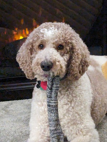 Dog day care in Pittsburgh Pennsylvania Cozy Inn Pet Resort 1