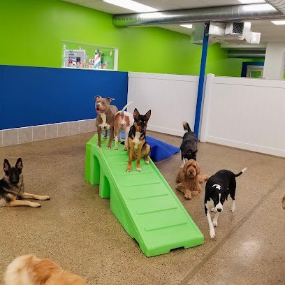 Dog day care in Pittsburgh Pennsylvania Hounds Town Pittsburgh Brentwood 1