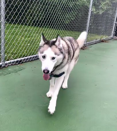 Dog day care in Pittsburgh Pennsylvania Merry Puppins Dog Walking Pet Sitting 1