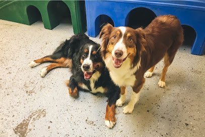 Dog day care in Pittsburgh Pennsylvania Modern Dog 1