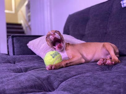 Dog day care in Pittsburgh Pennsylvania Pupridge Farms 1