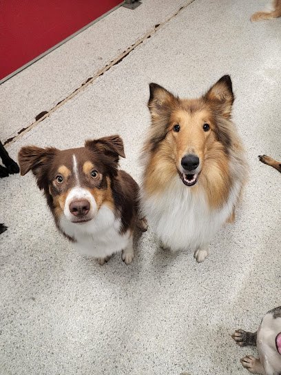 Dog day care in Pittsburgh Pennsylvania The Dog Stop Strip District Pittsburgh PA 1