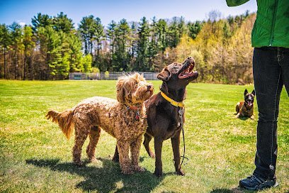 Dog day care in Pittsford Vermont Maven Dog Training 1