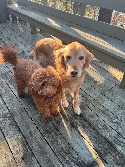 Dog day care in Pleasant Gap Pennsylvania Dog Valley Daycare Grooming 1