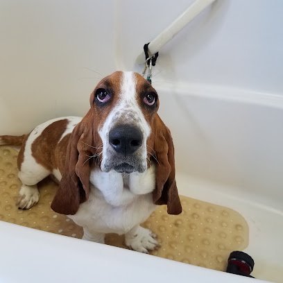 Dog day care in Port Angeles Washington TLC Pet Pros 1