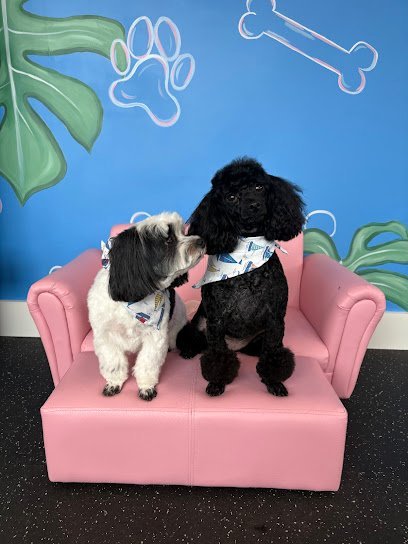 Dog day care in Portsmouth Rhode Island Paws on Main 1