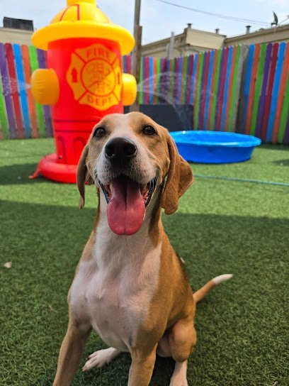 Dog day care in Portsmouth Virginia Port Rover 1