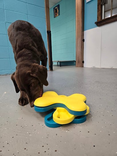 Dog day care in Poynette Wisconsin Pauquette Paws LLC 1