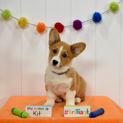 Dog day care in Providence Rhode Island Crossbones Dog Academy 1