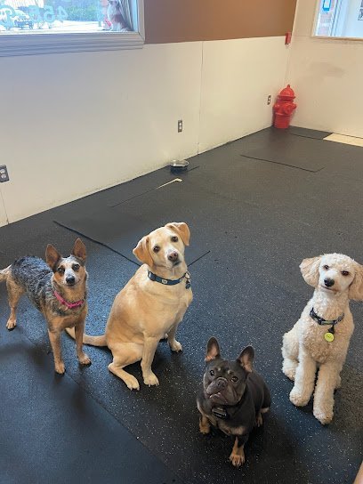 Dog day care in Providence Rhode Island The Dog House 1