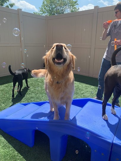 Dog day care in Purcellville Virginia Dogtopia of Purcellville 1