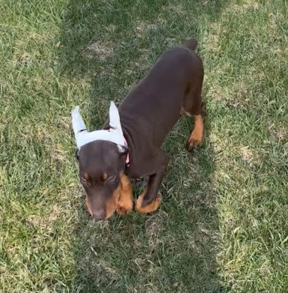 Dog day care in Racine Wisconsin Angelcare Pet Resort 1