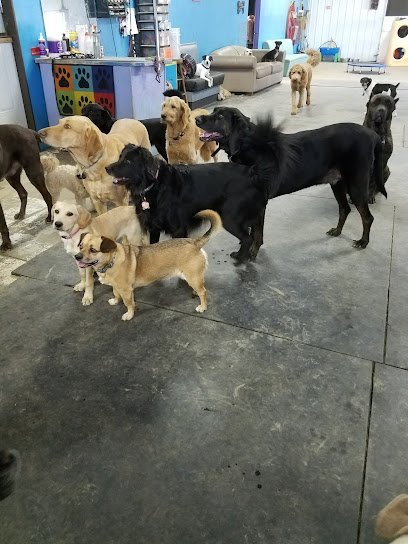 Dog day care in Racine Wisconsin Katie s Canine Klubhouse 1