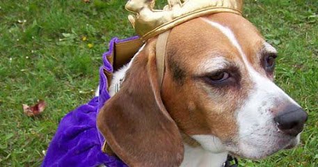 Dog day care in Racine Wisconsin Woofdorf Astoria Dog Hotel 1