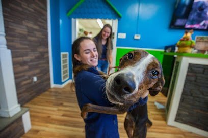 Dog day care in Reading Pennsylvania Hounds Town Reading 1