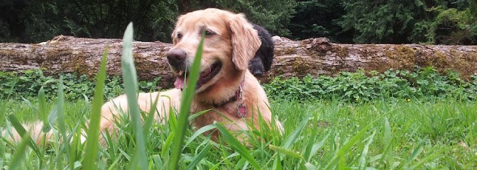 Dog day care in Redmond Washington Dog Works Ranch LLC 1