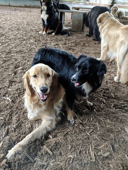 Dog day care in Redmond Washington Doggie Daycare 1