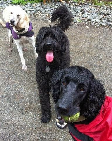 Dog day care in Renton Washington Le Pet Concierge 1