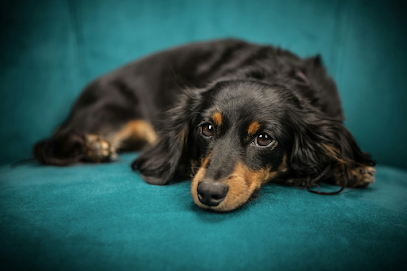 Dog day care in Renton Washington Tiny Tails Club 1