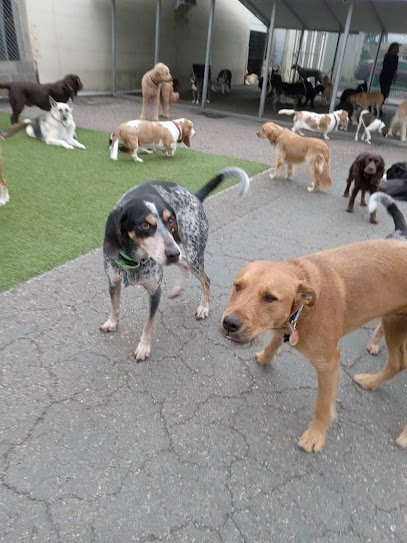 Dog day care in Richmond Virginia Diamond Doghouse 1