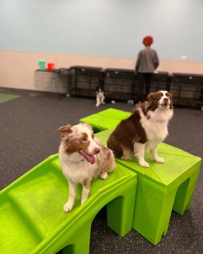 Dog day care in Richmond Virginia Dogtopia of Short Pump 1