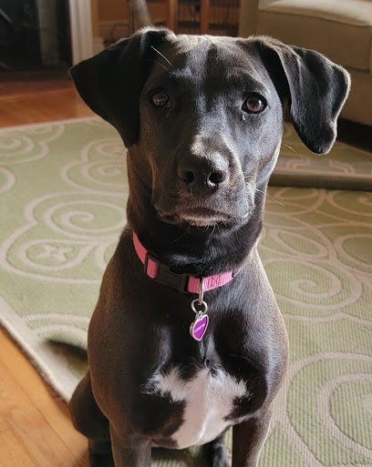 Dog day care in Richmond Virginia Four Paws Pet Resort VI 1