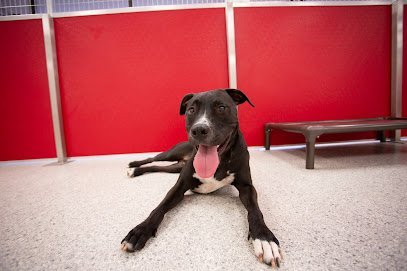 Dog day care in Richmond Virginia The Dog Stop Richmond VA 1