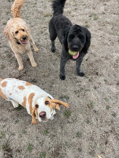 Dog day care in Ridgefield Washington Roxys Dog Ranch and Lounge 1