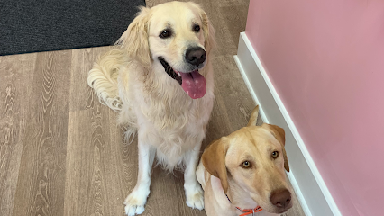 Dog day care in Riverside Rhode Island Salty Dog Daycare 1