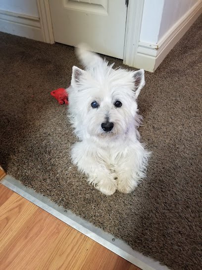 Dog day care in Riverton Utah 7 tree farms 1