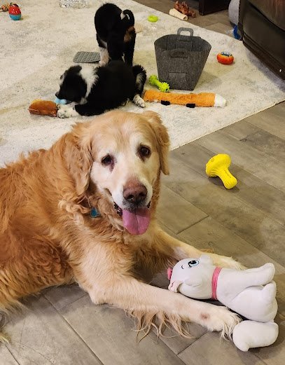 Dog day care in Riverton Utah Paw Place 1