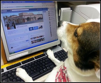 Dog day care in Roanoke Virginia VCA Valley Animal Hospital 1