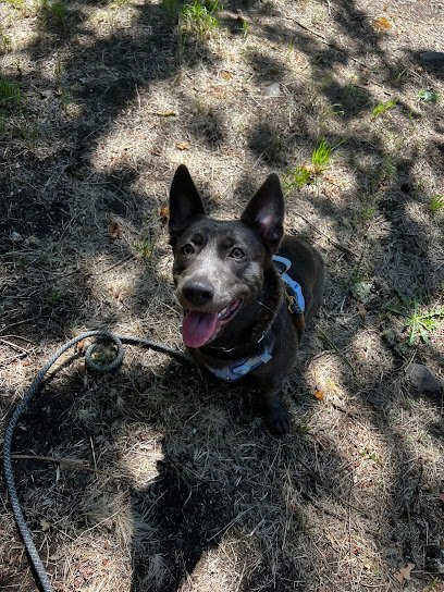 Dog day care in Rochester Washington Dacias Dog Training 1