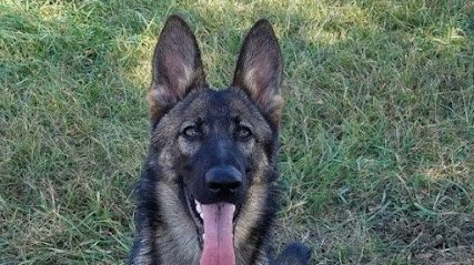 Dog day care in Rock Hill South Carolina Ascot Pet Boarding 1