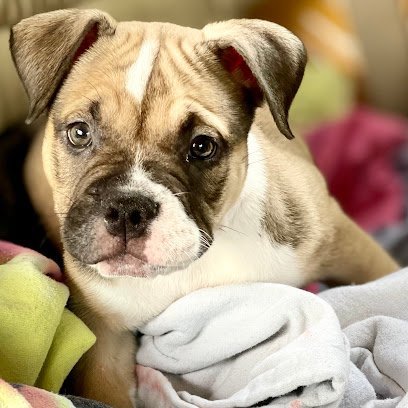 Dog day care in Rock Hill South Carolina Lesslie Animal Hospital 1