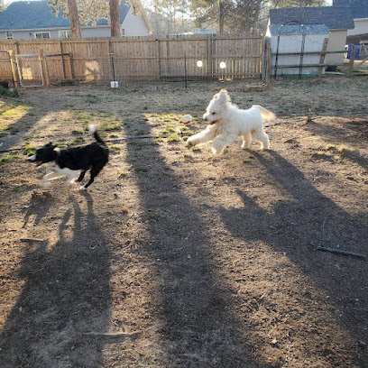 Dog day care in Rock Hill South Carolina Rock Hill Pet Care 1