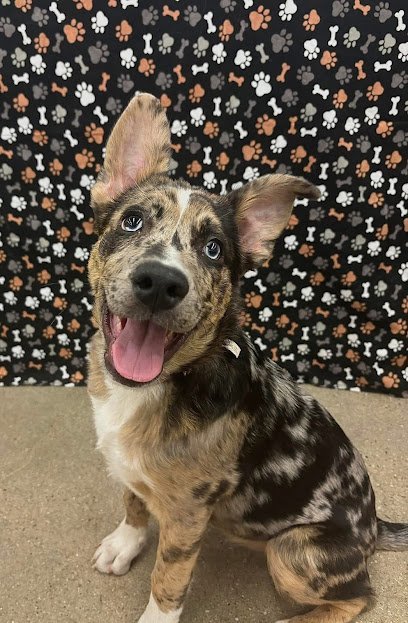 Dog day care in Rock Springs Wyoming Remi s Clubhouse 1