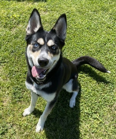 Dog day care in Round Hill Virginia Happy Hounds Lodge 1