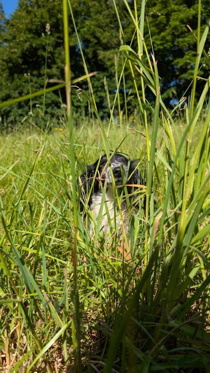 Dog day care in Roy Washington Watson s Retreat 1