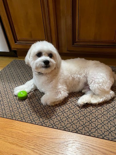 Dog day care in Rumford Rhode Island Chibi s Choice Dog Grooming Daycare Supply 1