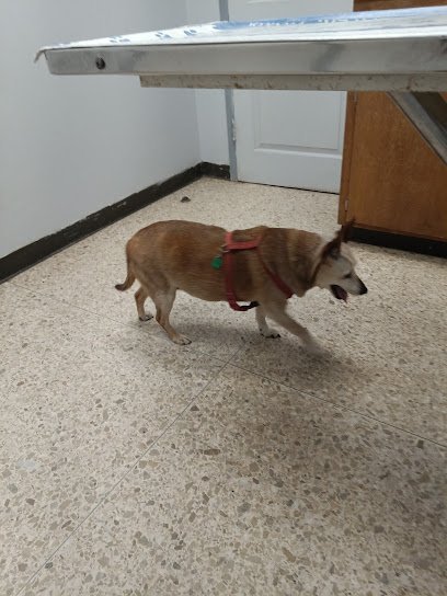 Dog day care in Salem Virginia Animal Care Center Of Salem 1