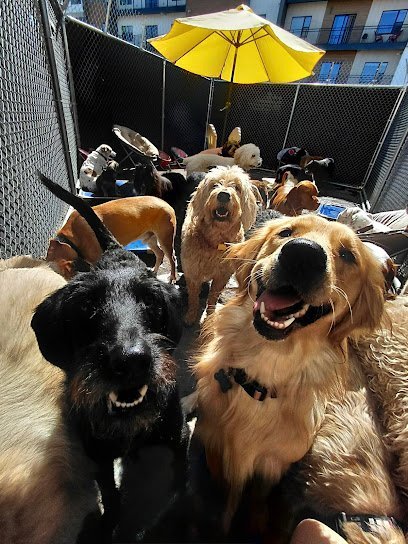 Dog day care in Salt Lake City Utah CAMP BARKALOT 1