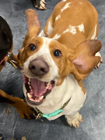 Dog day care in Salt Lake City Utah FETCH Daycare and Overnight 1