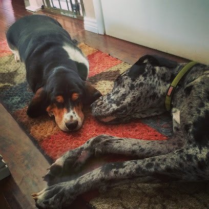 Dog day care in Salt Lake City Utah Hound Hearts Dog Daycare 1