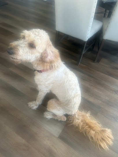 Dog day care in Salt Lake City Utah K9 Behavior UT LLC 1