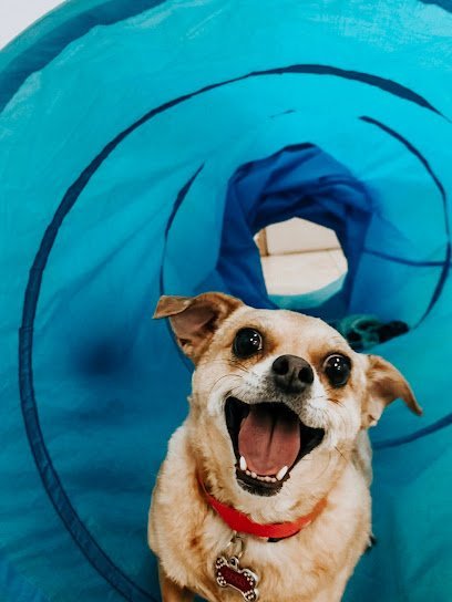 Dog day care in Salt Lake City Utah Little Dogs Resort 1