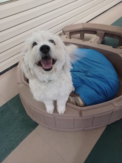 Dog day care in Salt Lake City Utah Old Farm Pets 1